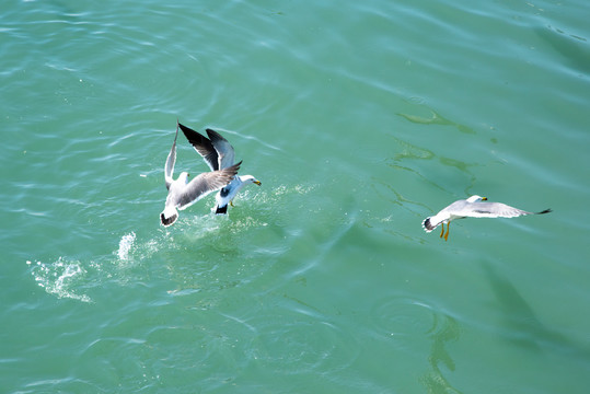 青岛海上的海鸥