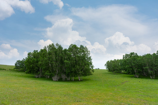 夏季的乌兰布统大草原