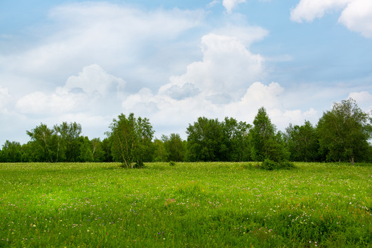 夏季的乌兰布统大草原
