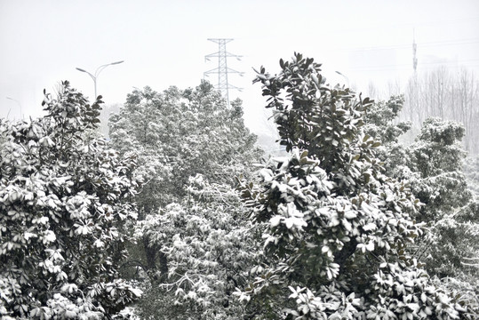 小区雪景