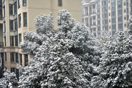 小区雪景