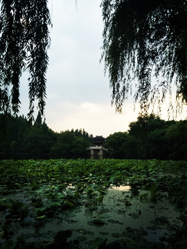 西湖风景