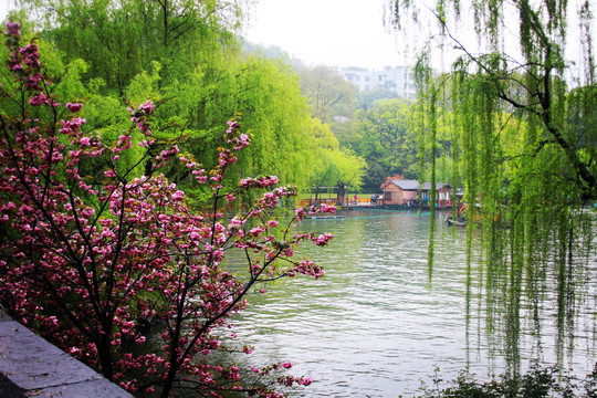 西湖风景