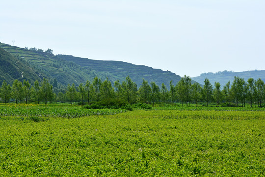 乡村田园风光