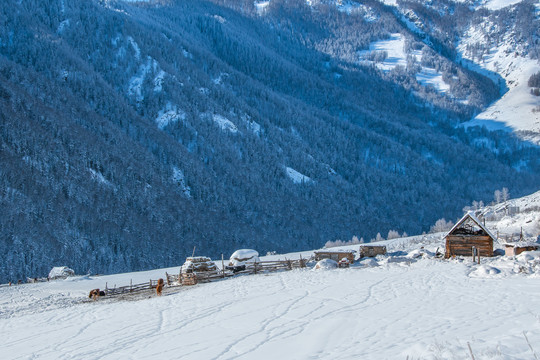 冬季喀纳斯雪景