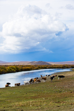 秋季河边牛群