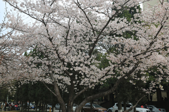 樱花