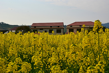 乡村油菜花海