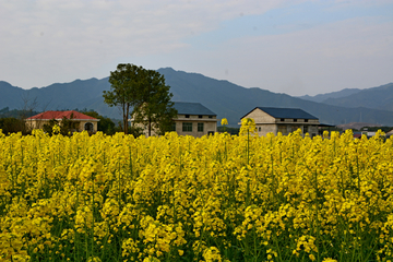 乡村油菜花海