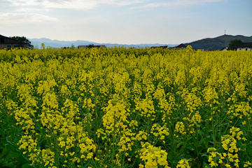 乡村油菜花