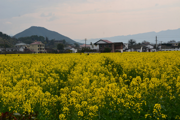 乡村油菜花