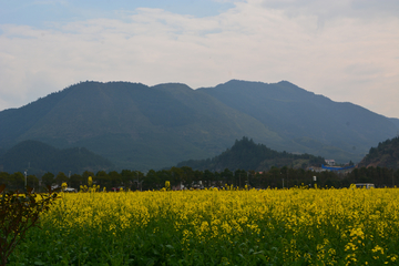 乡村油菜花