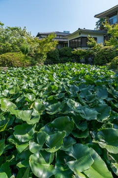 日本大阪四天王寺本坊庭院园林