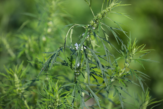 益母草