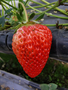 红草莓