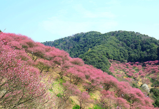 梅花山乡村田园田野