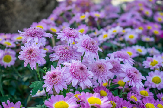 粉紫色菊花