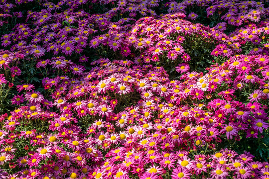 粉紫色的菊花背景
