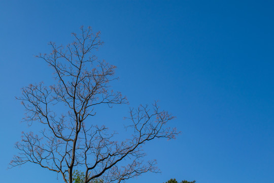 蓝天和树枝