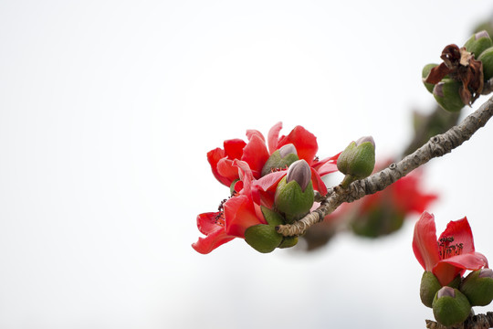 木棉花开