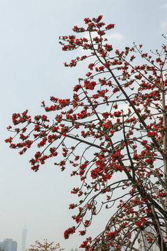 木棉花开