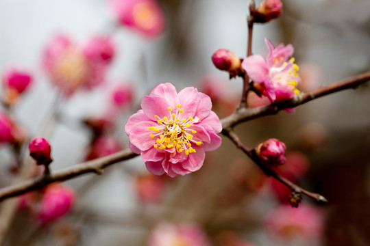 一枝梅花