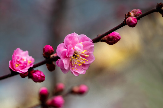 一枝梅花