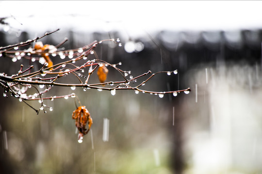 雪中枯树