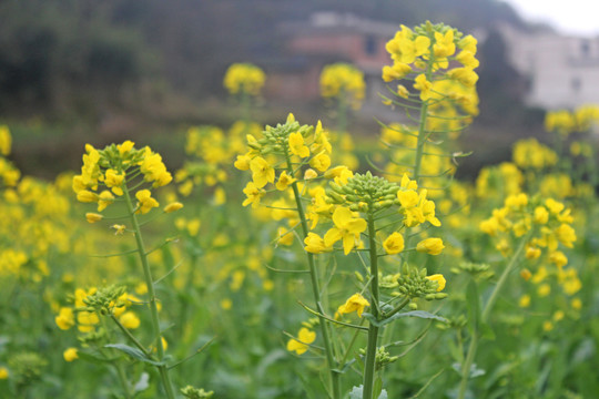 油菜花