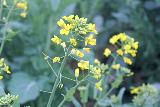 油菜花