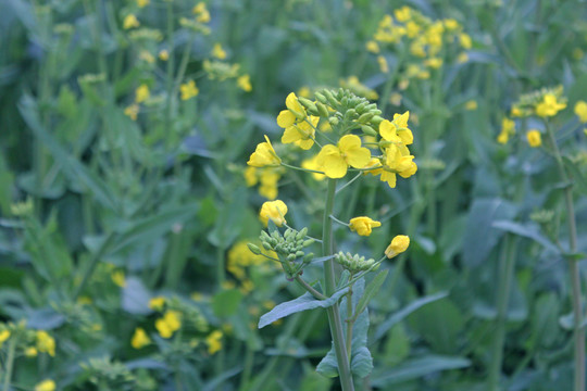 油菜花