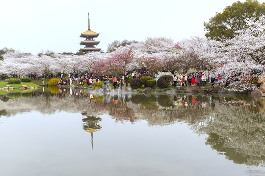 东湖樱花园