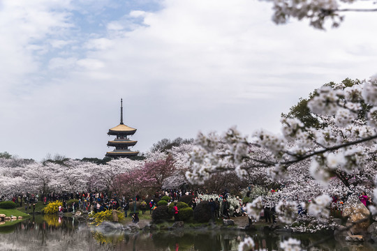 樱花簇拥五重塔