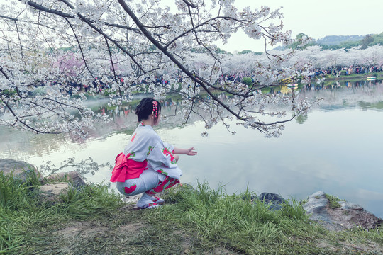 樱花树下