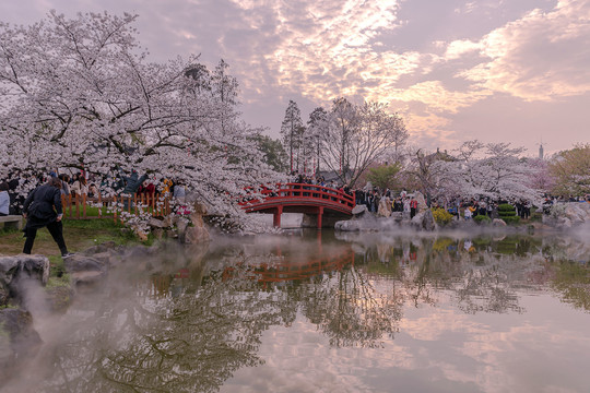 樱花园虹桥