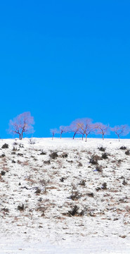雪原蓝天树