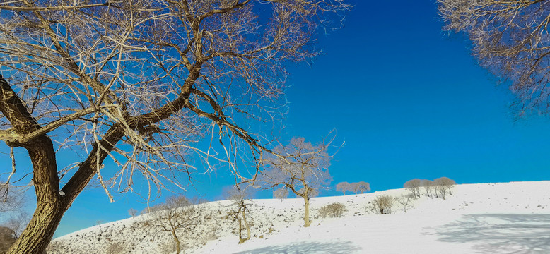 雪原蓝天树