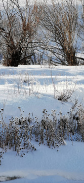 雪原小溪树