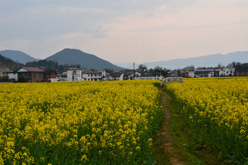 乡村油菜花海