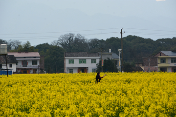 乡村油菜花美景