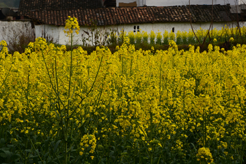 美丽的乡村油菜花