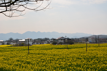 乡村油菜花