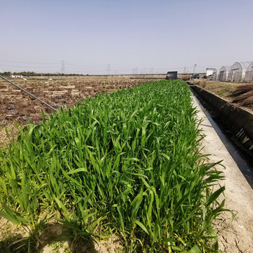 绿油油的麦田