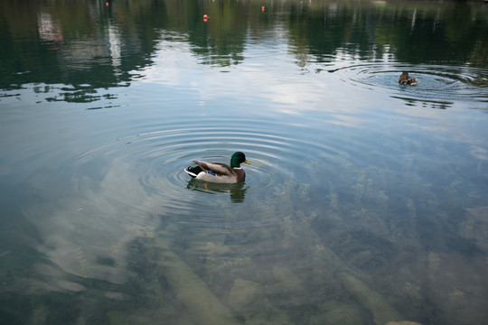 水中的鸳鸯鸭子