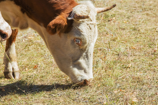 中国坝上草原牧场上吃草的牛
