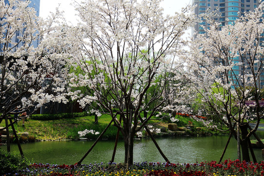 春天花卉樱花树