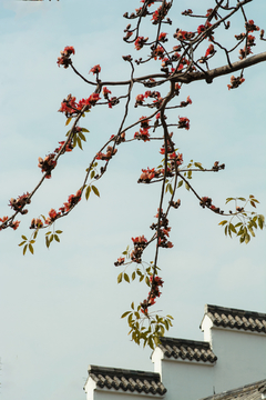 木棉花壁纸