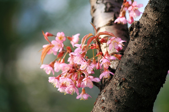 樱花