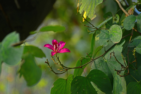 紫荆花