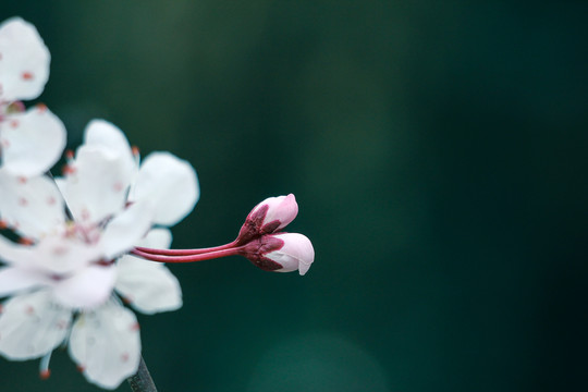 李花